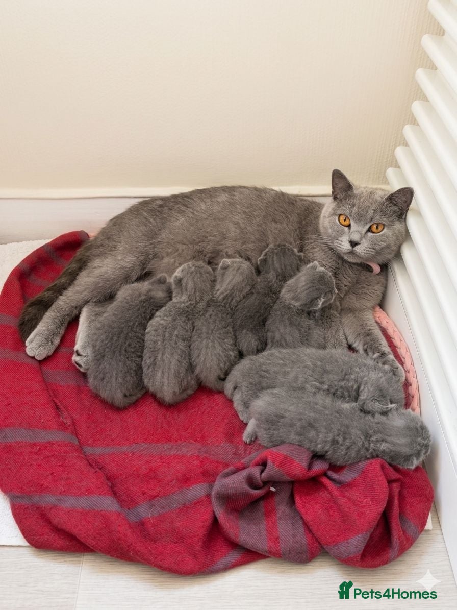 British Shorthair cats Stunning Grey British Shorthair - Advert 1