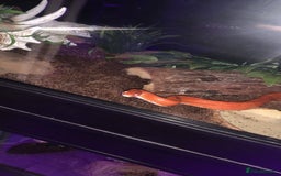 Corn Snake reptiles for sale: Corn snakes for sale - Image 8