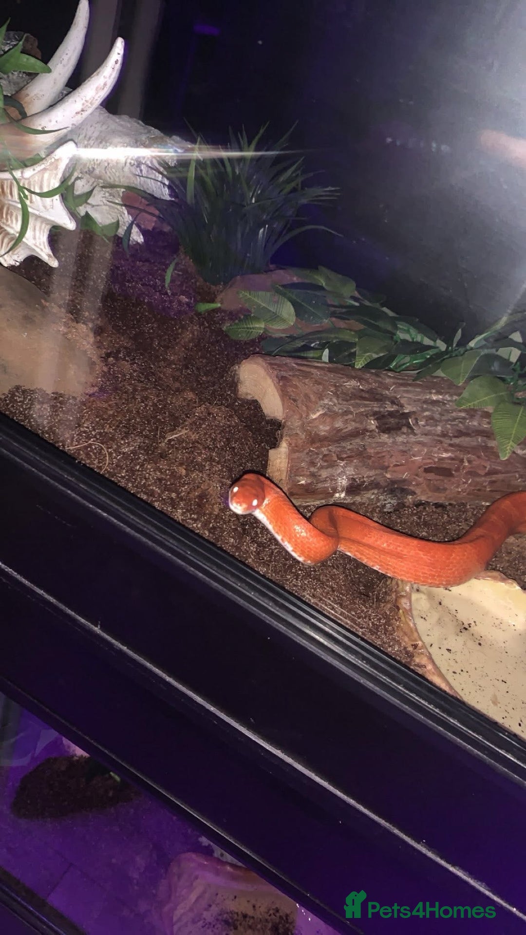 Corn Snake reptiles for sale: Corn snakes for sale - Image 8