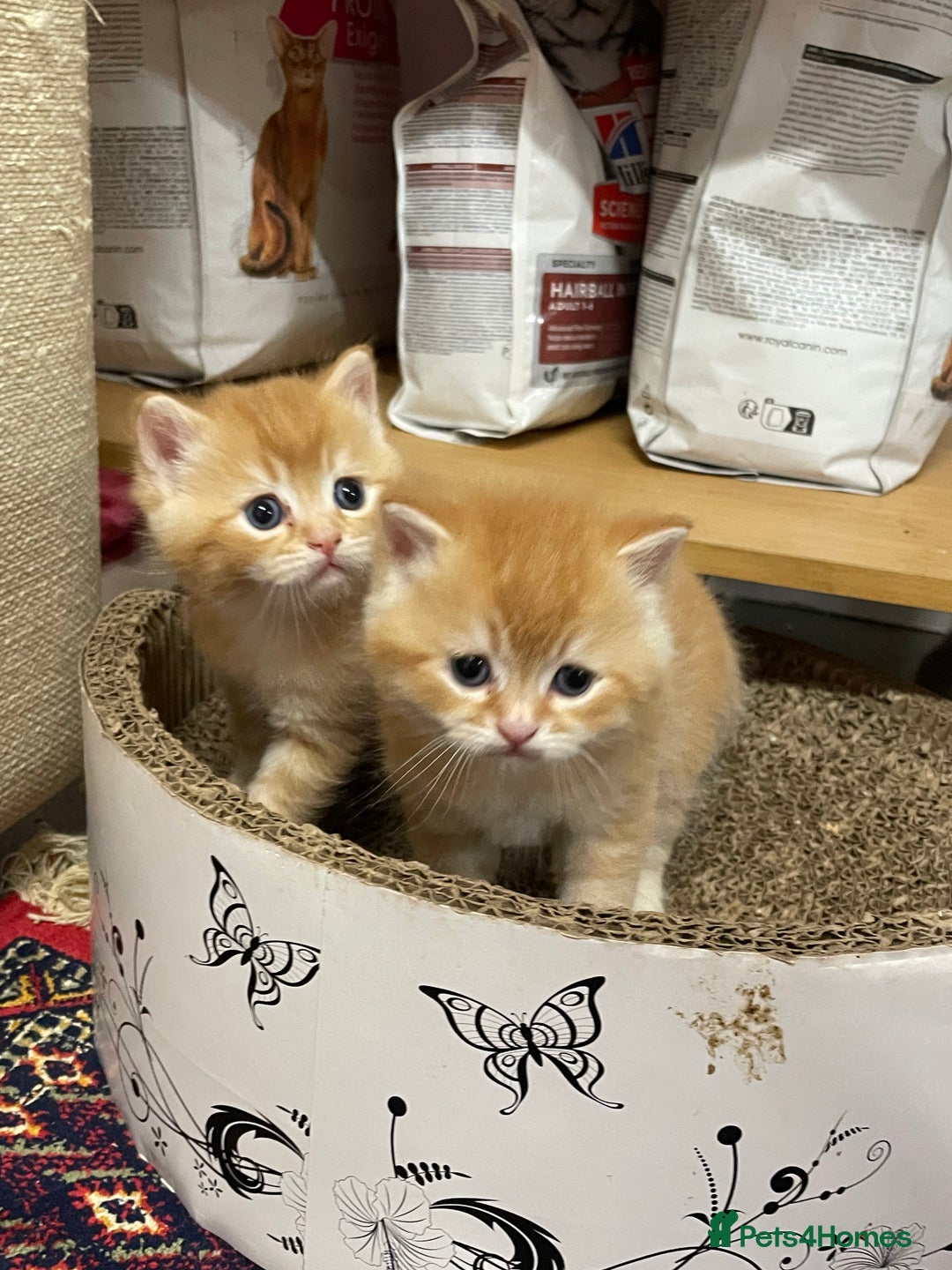 British Shorthair cats for sale: Adorable golden kittens - Advert 8