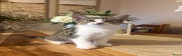 Domestic Shorthair cats for sale: Gorgeous kitten- LAST ONE LEFT OF LITTER  - Advert 2