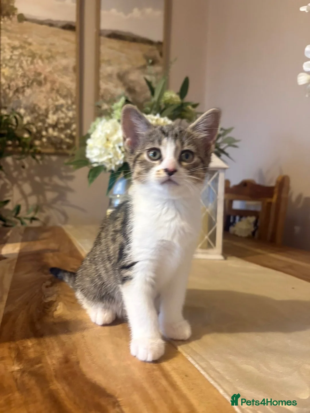 Domestic Shorthair cats for sale: Gorgeous kitten- LAST ONE LEFT OF LITTER  - Advert 2
