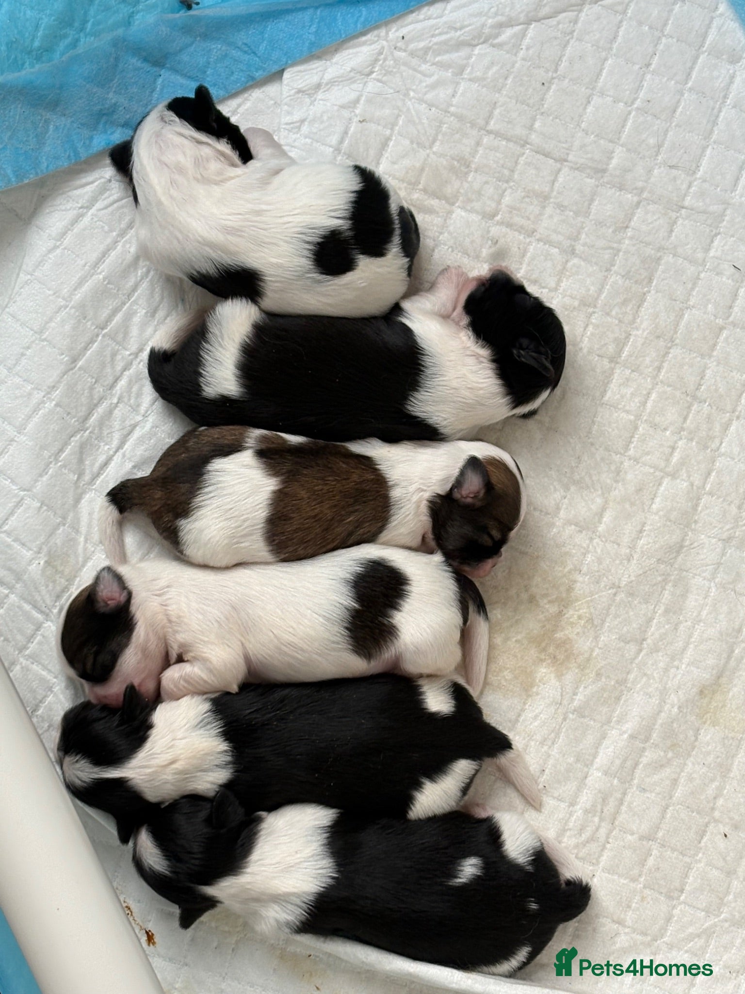 Lhasa Apso dogs 🏆 RKC Registered Lhasa Apso Puppies - Home Raised - Advert 16
