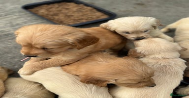 Golden Retriever dogs - Advert 9