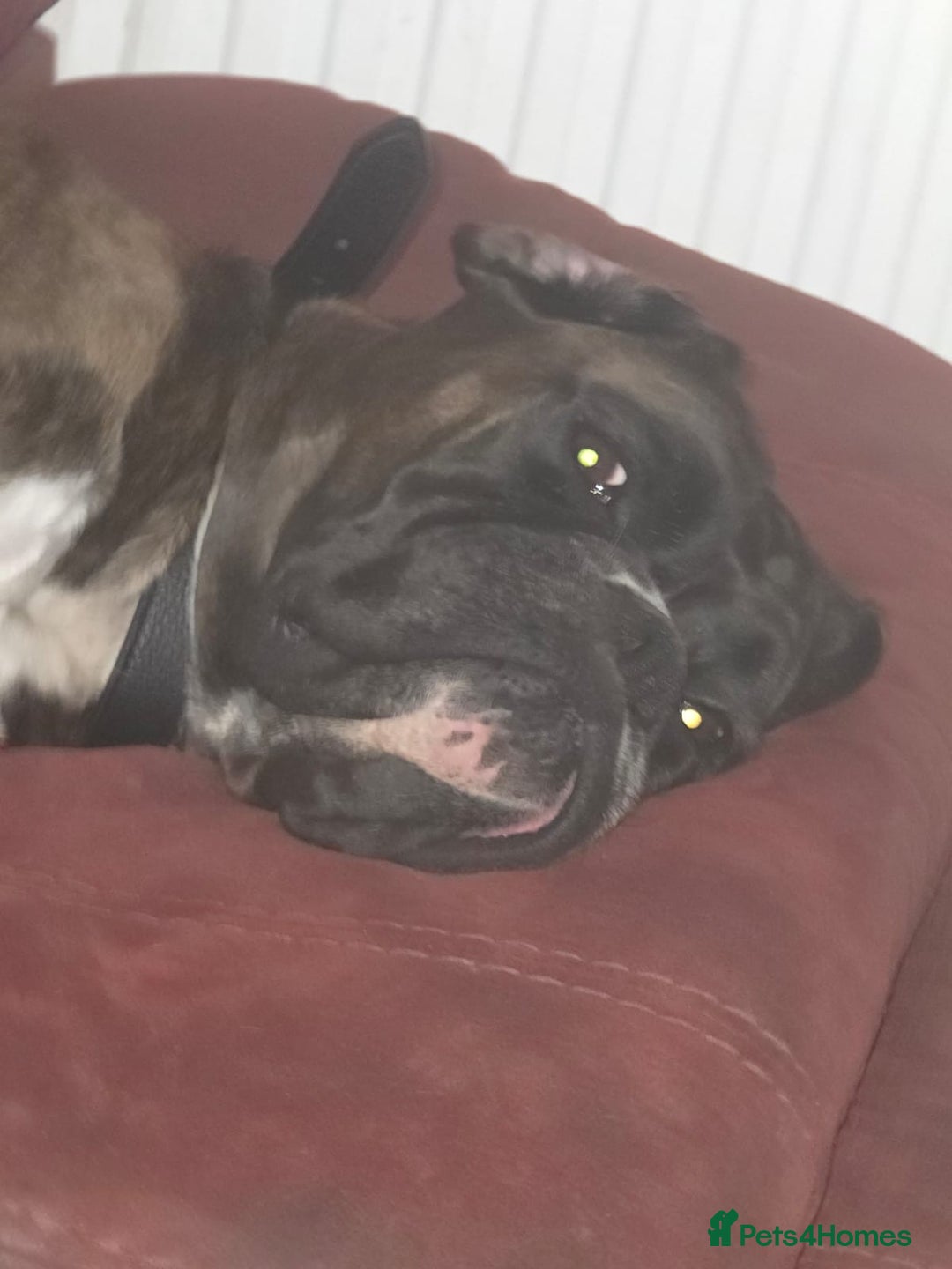 Boxer dogs for sale: 🏡 Loving Home Wanted for Brindle Boxer 🐾 - Image 3