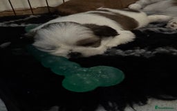 Shih Tzu dogs for sale: Beautiful Shih Tzu puppies  - Image 10