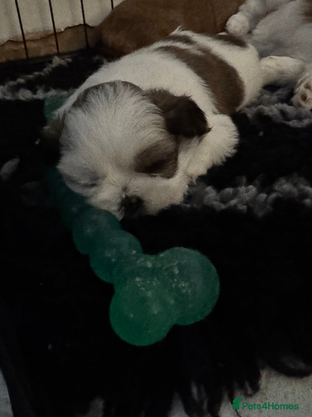 Shih Tzu dogs for sale: Beautiful Shih Tzu puppies  - Image 10