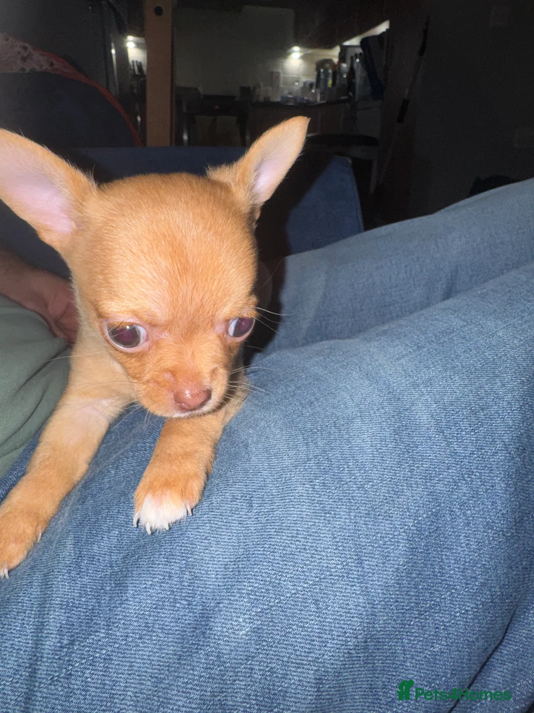 Chihuahua dogs for sale: Female Chihuahua READY NOW - Advert 3