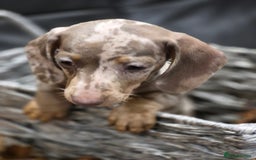 Miniature Dachshund dogs for sale: TRUE MINIATURE DASCHUND BABIES only 5 - Image 7