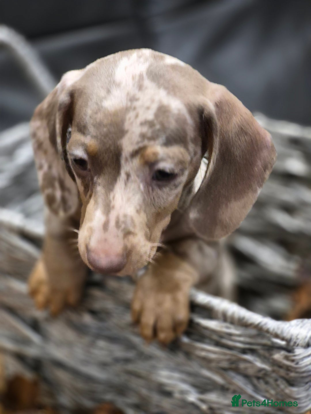 Miniature Dachshund dogs for sale: TRUE MINIATURE DASCHUND BABIES only 5 - Image 7