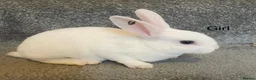 Rex rabbits for sale: 💖Pure bred mini Rex💖 - Advert 13