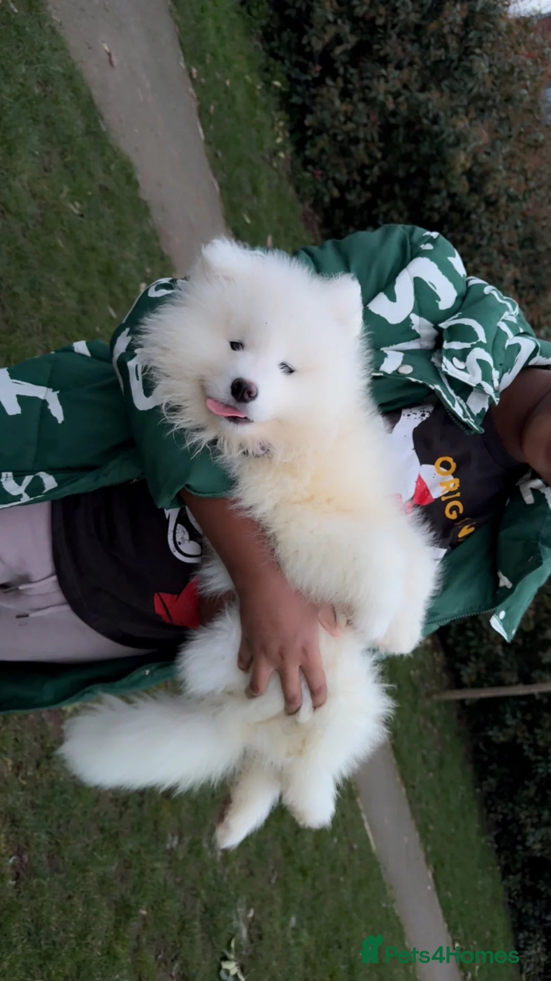 Samoyed dogs for sale: 1 bear faced Sammy PUP left 🐶💖 - Advert 2