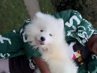Samoyed dogs 1 bear faced Sammy PUP left 🐶💖 - Advert 2