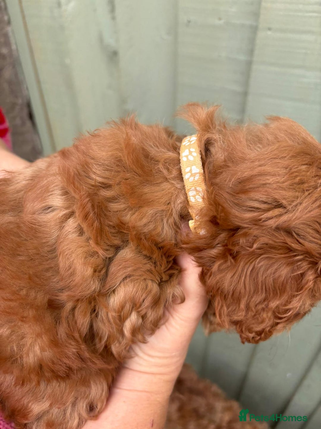 Cockapoo dogs for sale: ❤️ Tiny Deep Red Miniature F1b Cockapoo Pup's  - Image 16