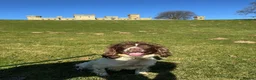 English Springer Spaniel dogs for sale: Springer spaniel in Church Stretton - Advert 6