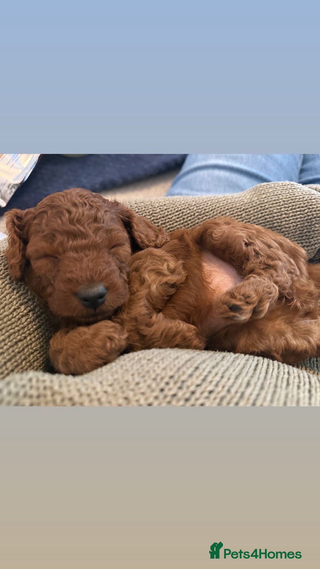 Cavapoo dogs for sale: Cavapoo FB1 puppies  - Image 5