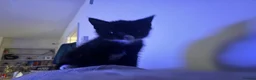 Mixed Breed cats for sale: Kitten for sale  - Advert 1