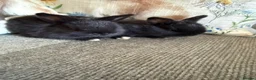 Mixed Breed rabbits for sale: Baby rabbits  in Wrexham - Advert 2