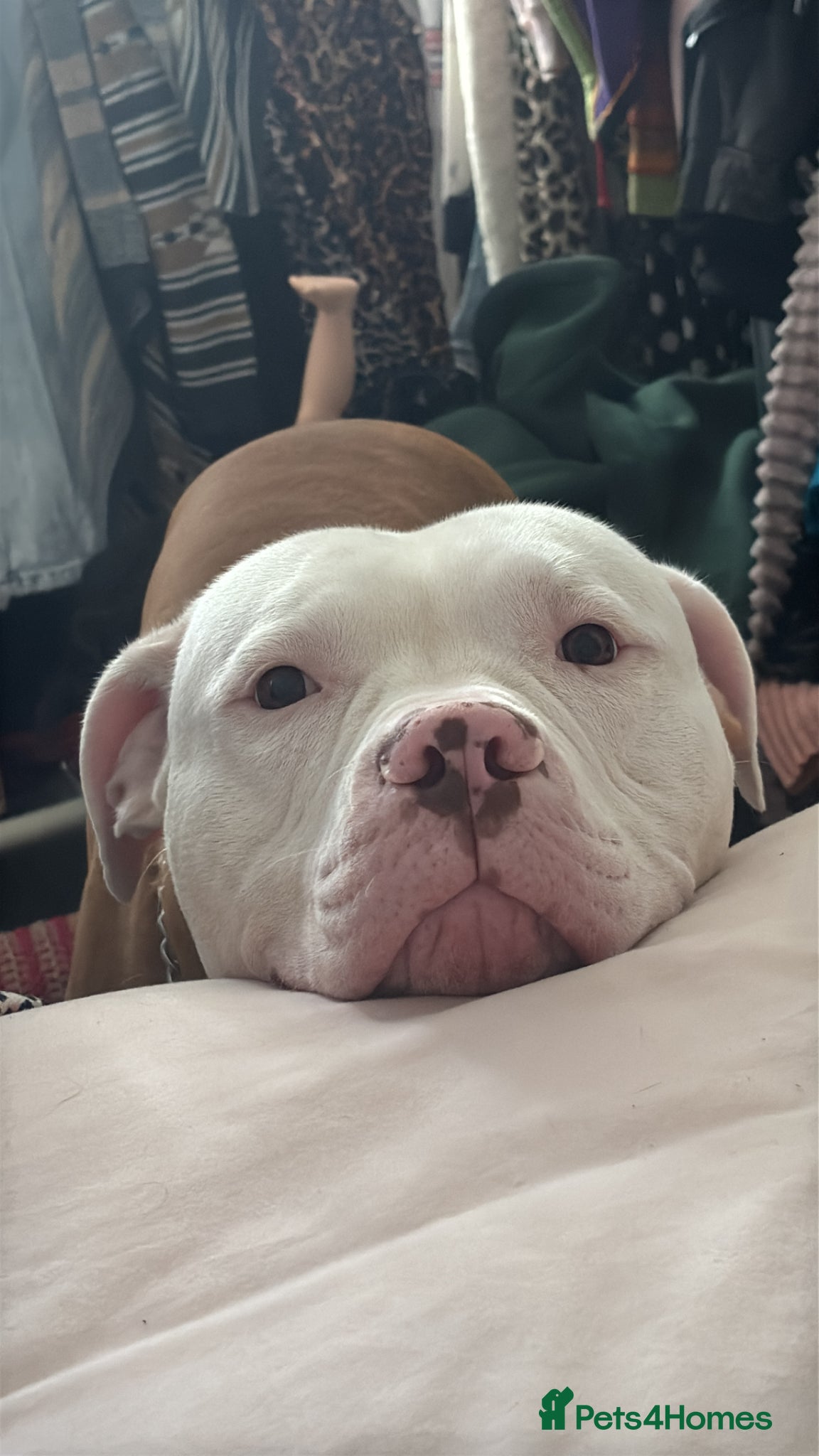 American Bulldog dogs American bulldog  - Advert 3