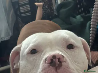 American Bulldog dogs American bulldog - Advert 3