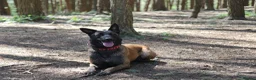 Belgian Shepherd Dog dogs for sale: Belgian Malinois/dutch herder  in Nantwich - Advert 3