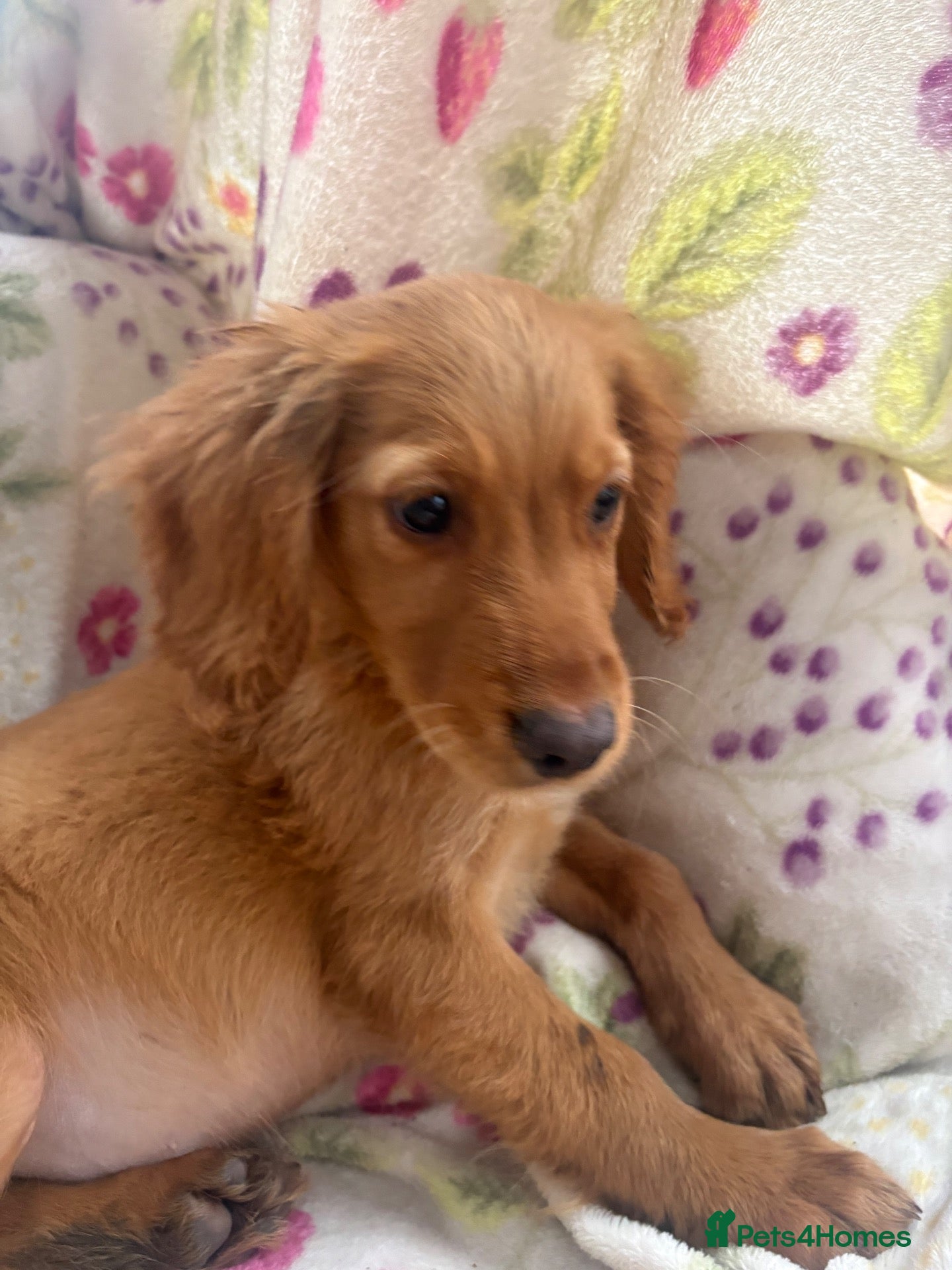 Golden Retriever dogs Golden retriever pups  - Advert 2