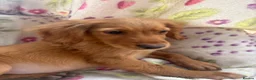 Golden Retriever dogs for sale: Golden retriever pups  in Midhurst - Advert 2