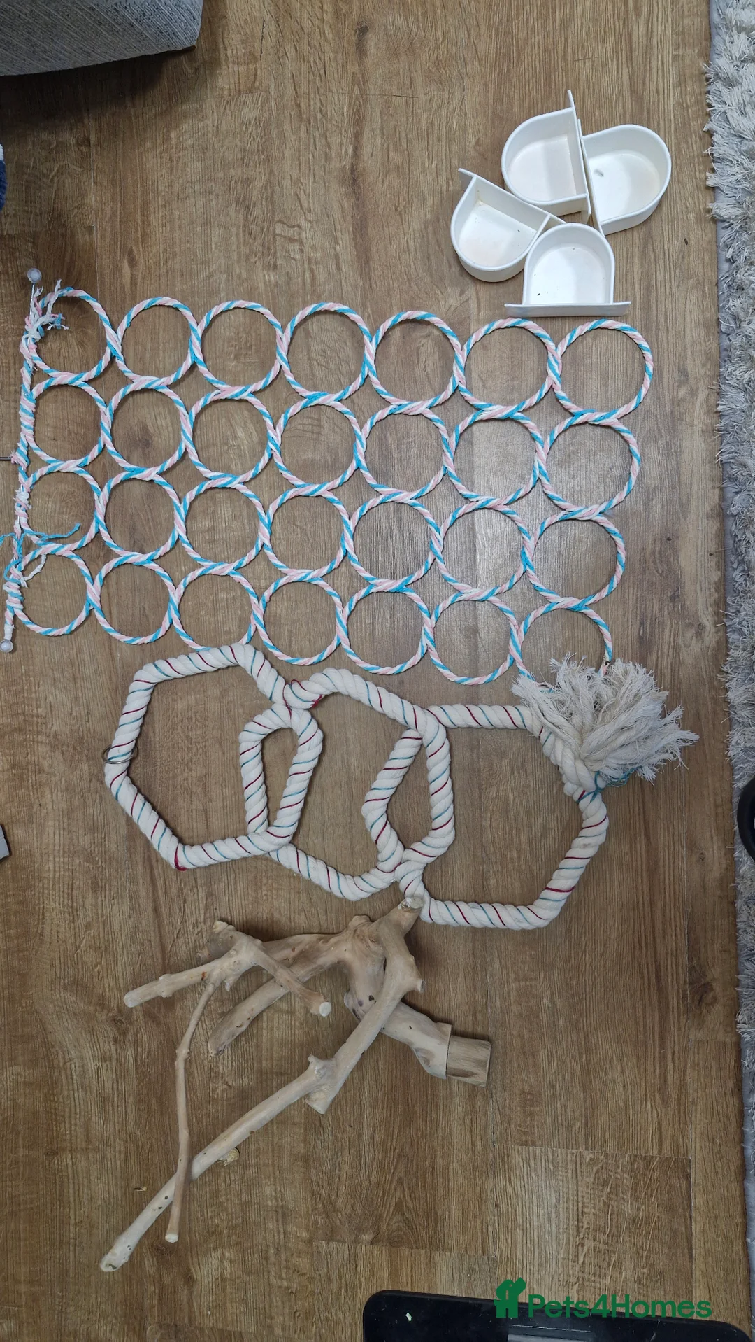 Ringnecks birds for sale: Blue ringnecked parakeet in Telford - Advert 13