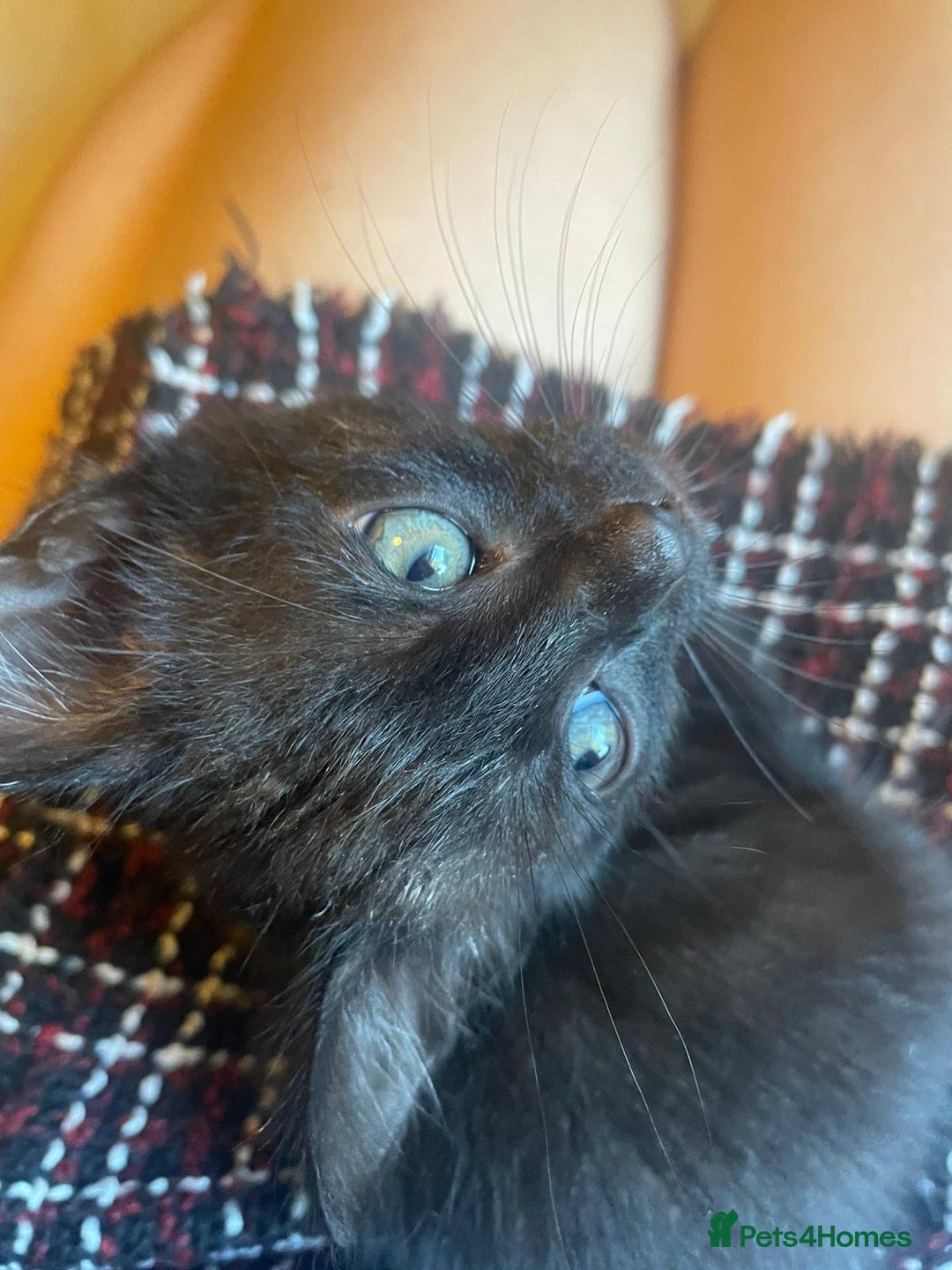 Mixed Breed cats for sale: 5 playful short haired black kittens - Image 1
