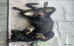 Mixed Breed dogs for adoption: TUX Small body BIG personality - Image 9