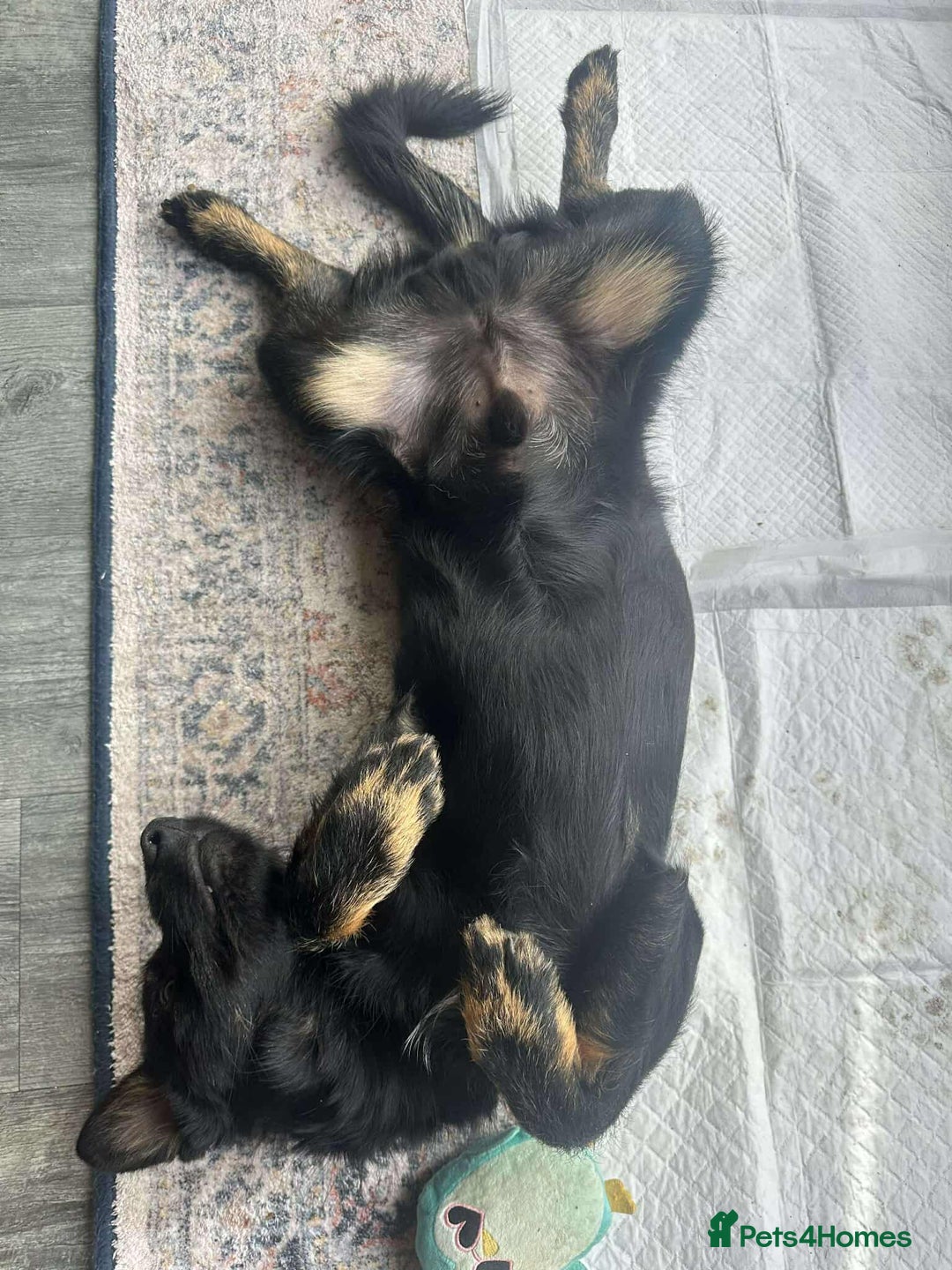 Mixed Breed dogs for adoption: TUX Small body BIG personality - Image 9