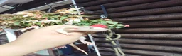 Rat rodents for sale: New babies ready now 6 week and upwards  - Advert 5