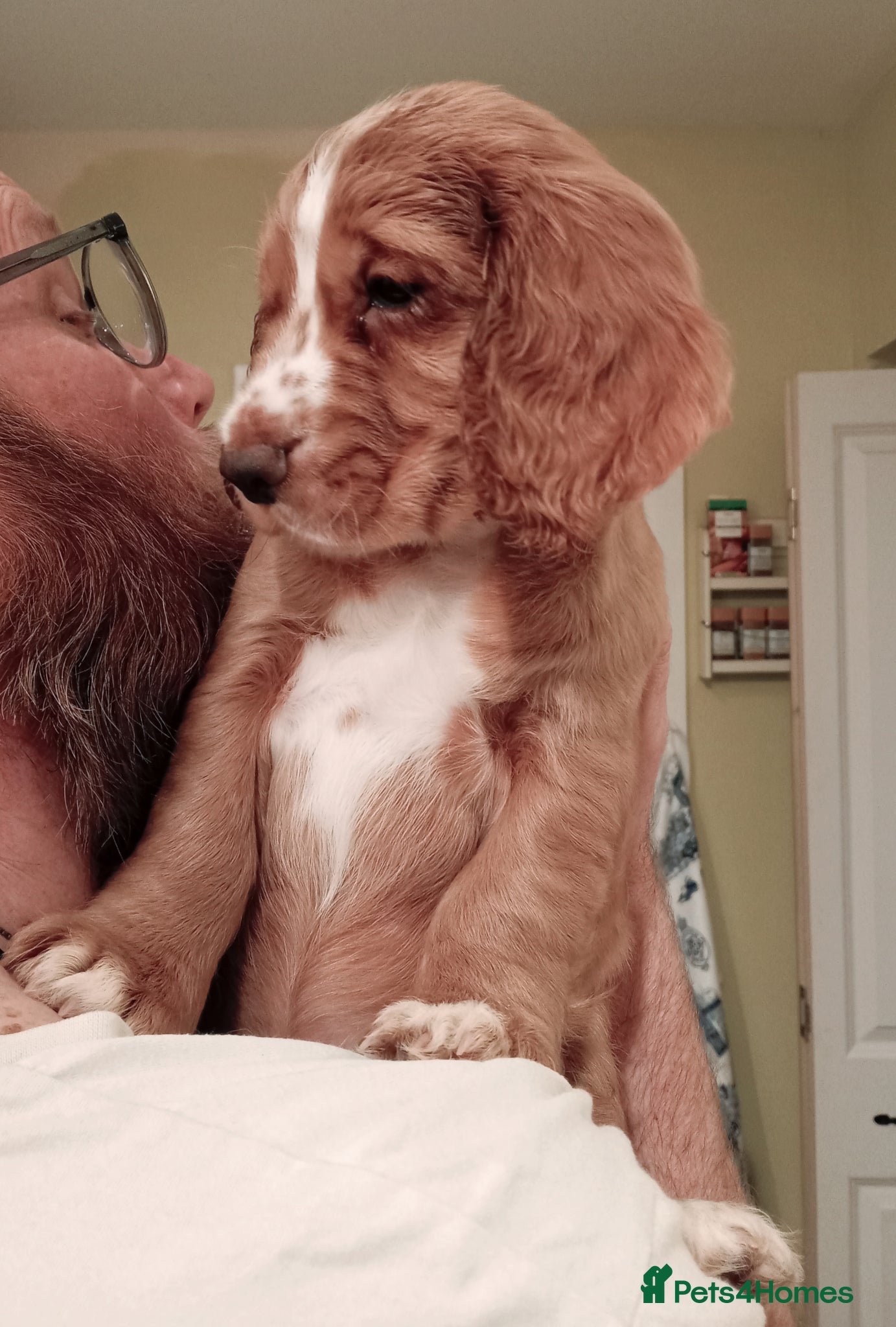 Cocker Spaniel dogs Working Cocker Spaniel Pups for sale - Advert 21
