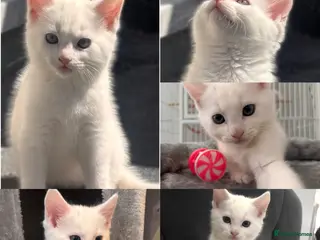 Turkish Angora cats ONE BABY BOY LEFT💙 READY NOW - Advert 5
