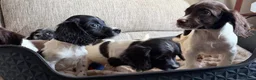 English Springer Spaniel dogs for sale: Our lovely Springer Spaniel puppies 🐾 in York - Advert 5