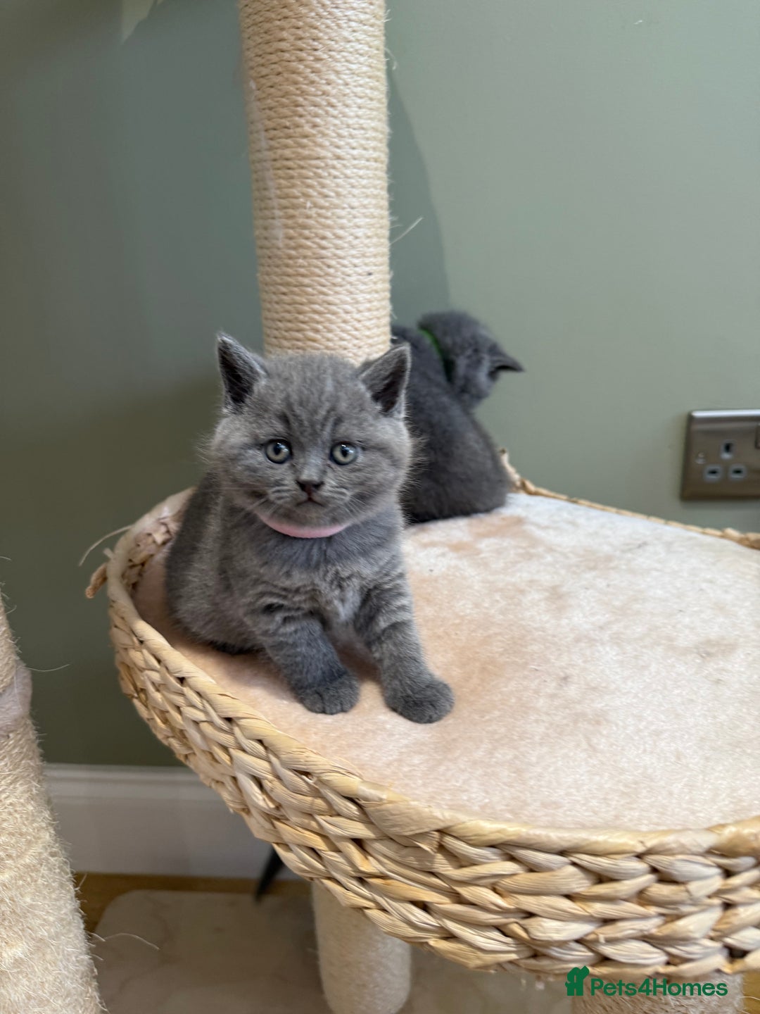 British Shorthair cats for sale: Gorgeous British Shorthair Blue Kittens - Advert 8