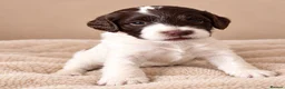 Sproodle dogs for sale: 💫💗Last Gorgeous Sproodle Girl🐾 Available🐶🩷🐾 - Advert 31