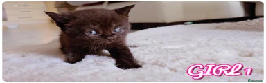 British Shorthair 5