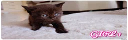 British Shorthair cats for sale: Beautiful British Shorthair Kittens – Home Raised - Advert 13