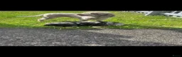 Cavapoo dogs for sale: Cavapoo girls and boys  - Advert 7