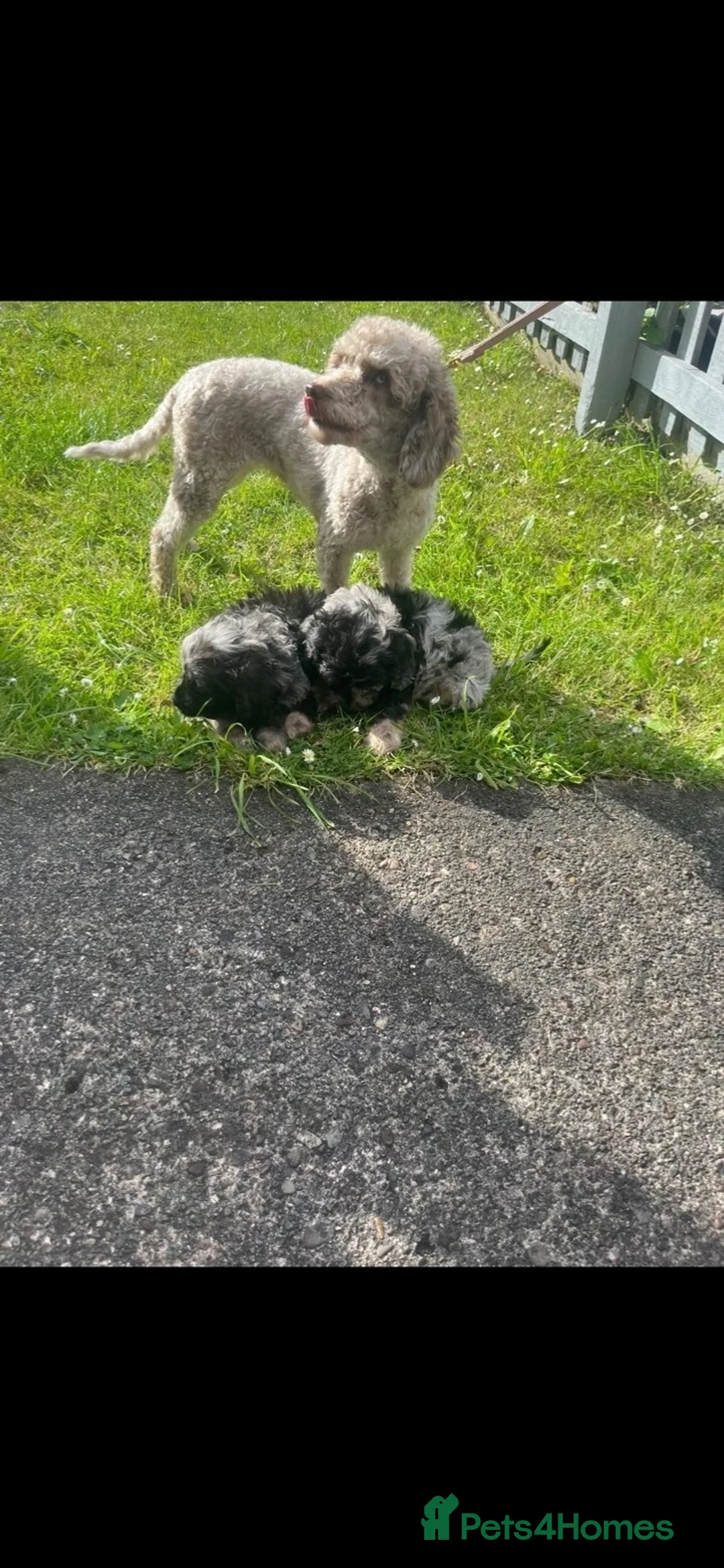 Cavapoo dogs for sale: Cavapoo girls and boys  - Advert 7