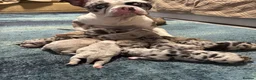 American Bully dogs for sale: Stunning Pocket Bully Puppies in Shrewsbury - Advert 1