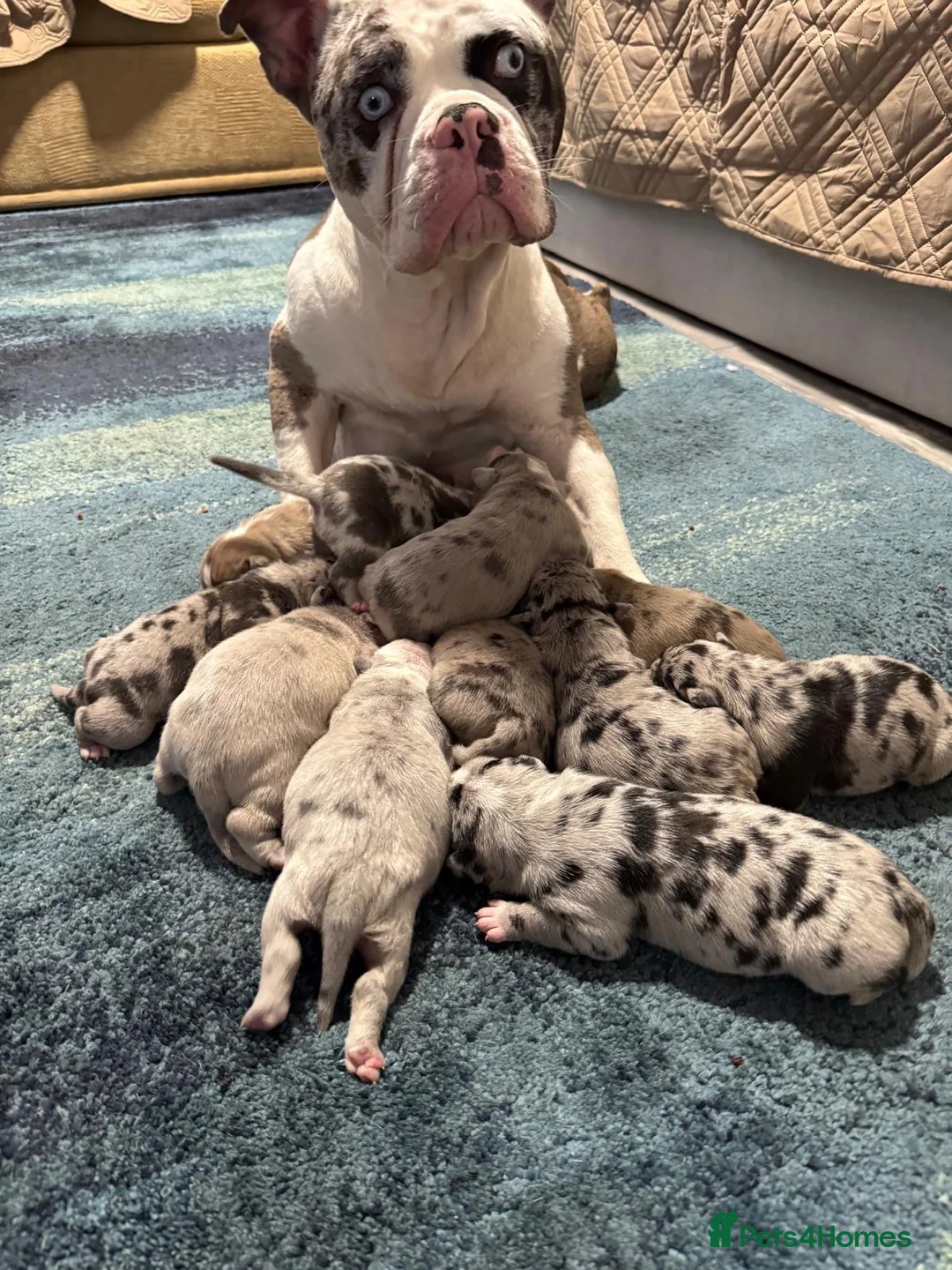 American Bully dogs for sale: Stunning Pocket Bully Puppies in Shrewsbury - Advert 1
