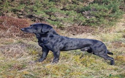 Labrador Retriever dogs for sale: KC Registered Black Labrador Puppies - Image 17
