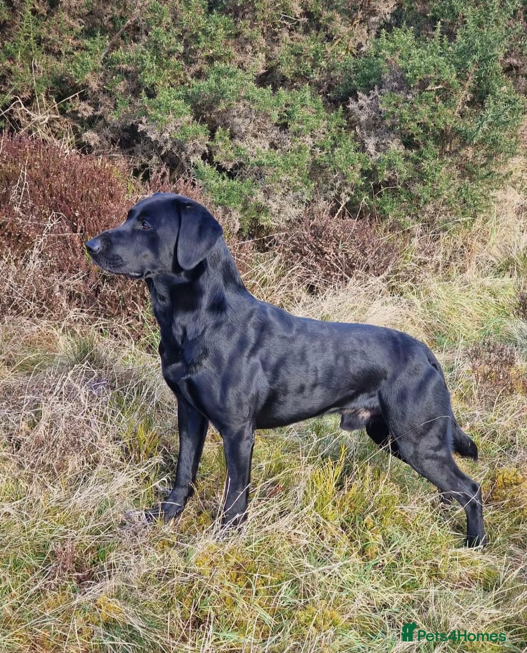 Labrador Retriever dogs for sale: KC Registered Black Labrador Puppies - Image 17