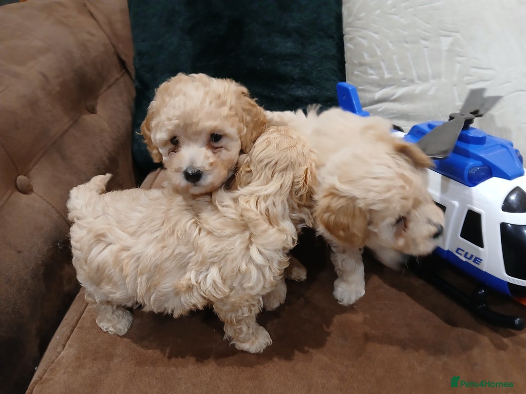 Maltipoo dogs for sale: Maltypoo pups - Advert 24