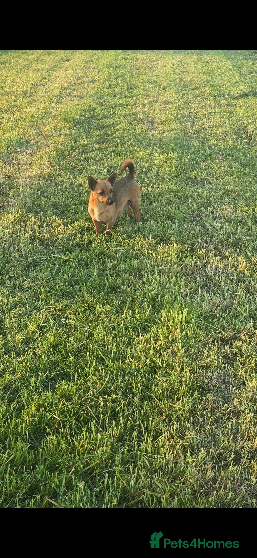 Jack Russell dogs for sale: Red JRT "Blanche" - Advert 6