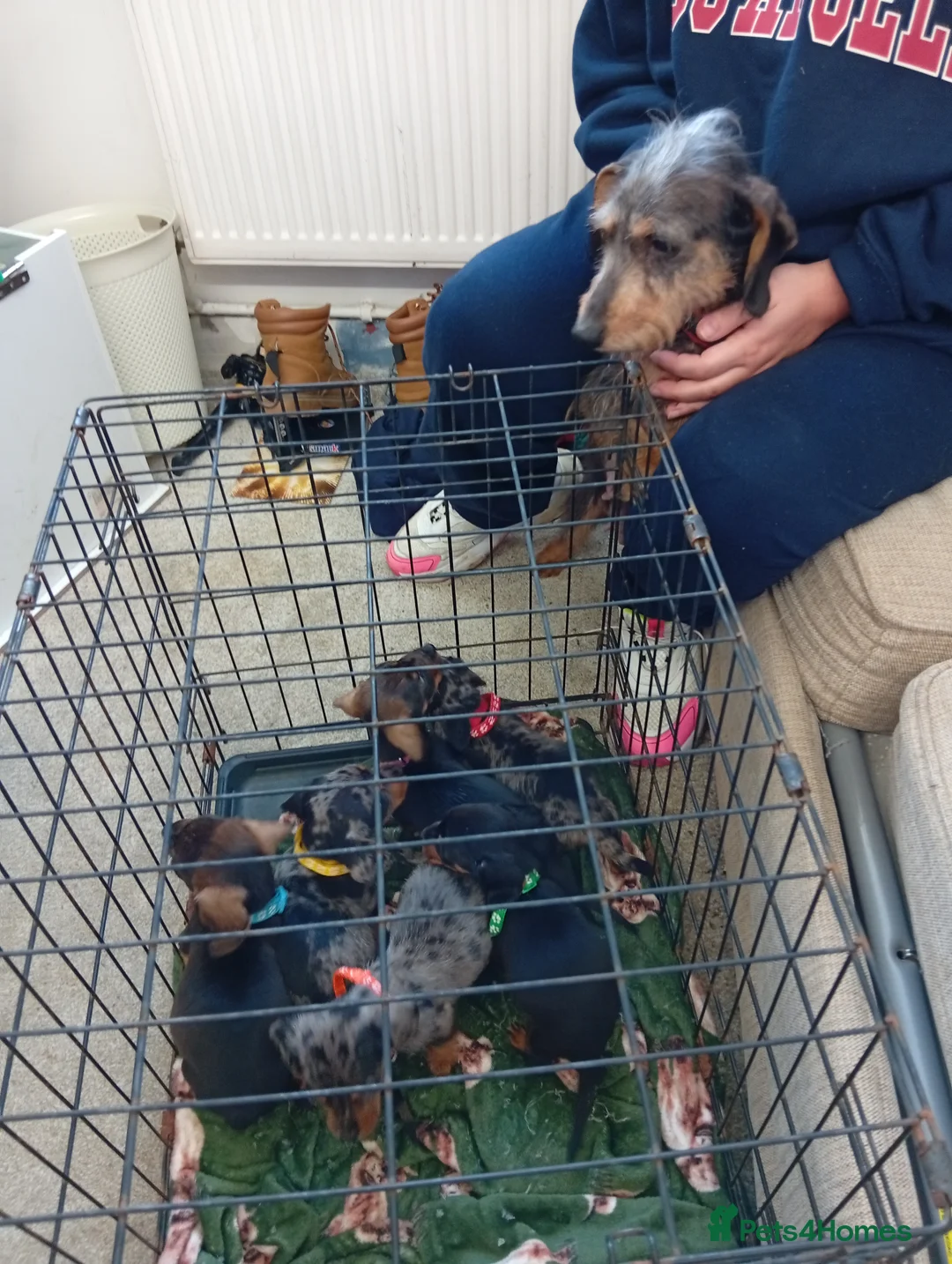 Dachshund dogs for sale: Adorable daschunds wire/smooth/dapple - Advert 2