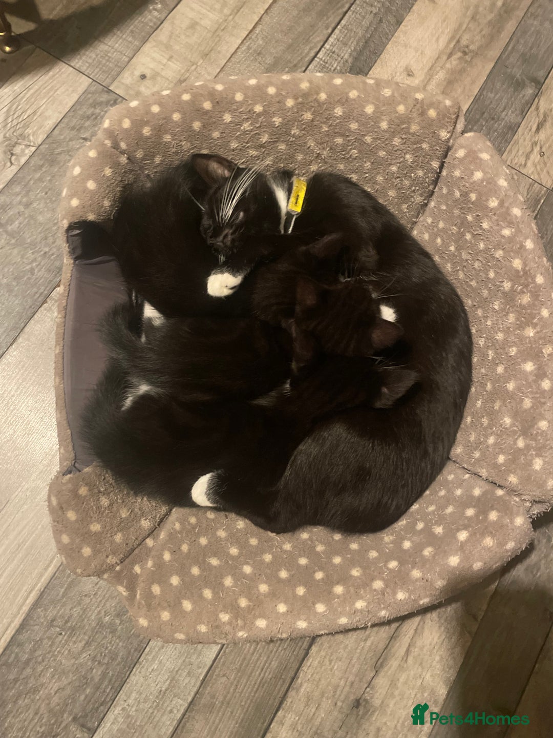 Bengal cats for sale: Pair of part bengal Tuxedo Kittens  - Image 17
