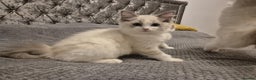 Ragdoll cats for sale: 1 Male Tica Registered Available. Ready Now - Advert 21